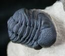 Beautiful Phacops Trilobite - Foum Zegui, Morocco #13542-3